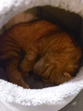 Cama de invierno para gatos, alfombrilla pequeña, cesta para perro pequeño, productos de tienda para mascotas, cueva acogedora, cama interior, Comodidad para dormir