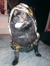 Punta de pata 5 tamaño fuerte Collar para perro con cadena nombre ID grabado cachorro Chihuahua, Pitbull pequeña mascota grande Collar de perro lleva