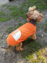 Camiseta de verano para perro grande, chaleco de diseño para Chihuahua, Bulldog Francés, disfraz de moda para cachorro, cara de perro, Primavera
