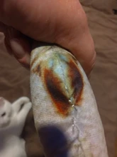 Pet Soft Plush Creative 3D Carp Fish Shape Cat Toy Gifts Catnip Fish Stuffed Pillow Doll