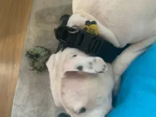 Collar táctico militar ajustable para perro, collares para perro y mascotas, correa de Control, Asa de entrenamiento, Collar de Gato para perros pequeños y grandes