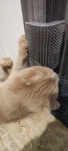 Cepillo de aseo automático para gatos, elementos para el cuidado de mascotas, peine de depilación para gatos y perros, Dispositivo de masaje para gatos con hierba gatera