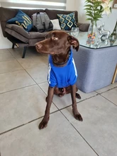 Dog clothes adidog 2020 new winter Pet clothes small and medium-sized dog Hoodies puppy