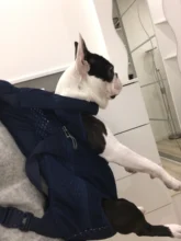 Backpack Carrier Cat-Accessories Front-Chest-Holder Chihuahua Puppy Large-Bags Pet-Dog