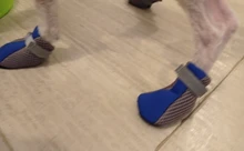Zapatos de malla reflectante para perro y gato, medias de cachorro transpirables, Botas de lluvia antideslizantes para mascotas, protección de pata de osito cachorro para perro pequeño
