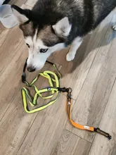 Leash Truelove Dog Elastic Retractable Running-Bungee Hand-Held Jogging Walking Dog-Leads