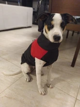 Ropa de invierno para perros, chaleco con cremallera cálido, acolchado e impermeable para mascotas, Carlino y Chihuahua pequeños y medianos