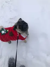 Christmas Dog Clothes Small Dogs Santa Costume for Pug Chihuahua Yorkshire Pet Cat Clothing