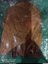 10pcs high quality Natural Terminalia Catappa Leaves,Indian almond Lour tree Olive leaf