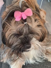 Horquilla de gato para mascotas, horquilla de nudo, accesorios para el cuidado del perro, suministros de decoración, 10 Uds.