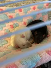 Hammock Hamster Squirrel-Sleeping-Bag Ferret Guinea-Pig Rabbit Double-Mezzanine Nests