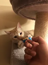 Interactivo bebé mono alevines Zoe niños juguete para regalo baterías incluidas