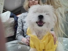 S-XL de ropa para perros chubasqueros con capucha, tira reflectante, abrigo de lluvia para perros, chaquetas impermeables, ropa transpirable para exteriores para cachorros