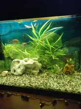 Aquarium-Decoration Shrimp Nest Fish-Tank-Decor Pineapple-House Comic-Plants Fish Hiding