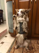 Pet-Harness Truelove Walk Padded Seat-Belt Handle Reflective-Dog Adjustable Small Soft