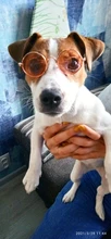 Accesorios para gafas de sol para perros y gatos, accesorios para gafas, arnés, productos para cachorros, adornos para lentes, artículos para animales