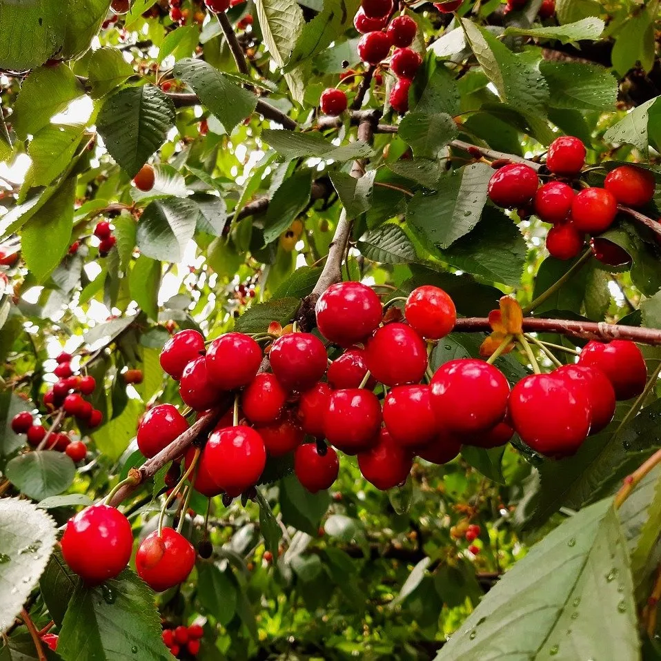 Flavor food Cherry 30 ml. Baking, drinks, ice cream, slime. Fruit flavor ripe cherry. Flavoring.