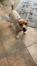 Ropa de verano para perros, traje khaki fresco a cuadros con lazo, camisas con botones a presión, vestidos de decoración