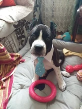 Pajarita a rayas para perro y gato, Collar ajustable para mascotas, corbata blanca para perro, y boda para fiesta, 2020