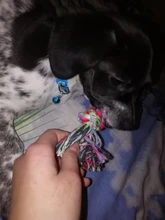 Collar de seguridad delicado para perros, correa de nailon, ajustable, a la moda, campana de camuflaje, gran oferta