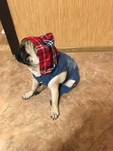 Dog-Vest Jacket Apparel Jeans Puppy Small Dogs Yorkshire Terrier Denim For Chihuahua