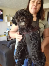 Dog-Carrier-Bag Dog-Backpack Puppy Kangaroo Travel Breathable Out Benepaw Front 6-Colors