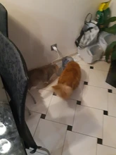 Cat-Water-Fountain Faucet Drinker Pet-Sensor TRANSPARENT-FILTER Dog-Water-Dispenser Downypaws