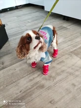 Snow-Boots Shoes Dog Puppy Pet-Dog Anti-Slip Chihuahua Small Waterproof Winter for 4pcs/Set