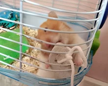 Stone-Chew-Toys Cage-Accessories Hamster Mineral Molar Guinea-Pig Chinchilla Teeth-Grinding