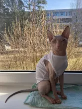 Ropa de perro para perros pequeños estampado bonito verano mascotas camiseta perro ropa chaleco para gatos mascota de algodón de T camisa Pug ropa trajes