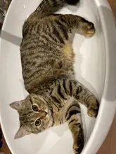 Dog-Bed Large Kennel-Sleeping-Bag Pets Cat Round Washable Plush Soft Little-Medium Long