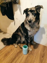 Washing-Washer Clean-Tool Paw-Brush Dog-Foot-Cleaner Pet-Dog Portable Feet Outdoors