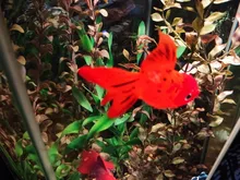 Ornament Fish-Tank-Jellyfish Artificial-Aquarium Goldfish for Glow-In-The-Dark