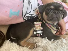 Harness Leash Chain Teddy Walking-Rope Collar Dog Small Medium Pet-Dog Classic Check