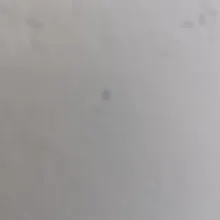 C***s