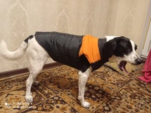 Puppy Vest Coat Clothing Jacket Dogs Small Waterproof Chihuahua Large Winter Medium Pet-Dog