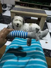 Cat-Toy Pets-Accessories Animals-Supplies Puppy Dog Cleaning Elephan Squeaky Teeth Pig