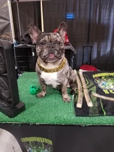 Dog-Chain-Collars Bulldog Pet-Training Stainless-Steel Metal Silver Strong for Large