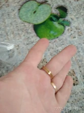 Anillo chapado en oro para mujer, elegante perla de imitación, anillos de apertura ajustables