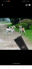 Repelente ultrasónico para perros y mascotas, dispositivo antiladridos, tapón disuasorio, 1 unidad