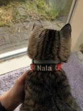 Necklace Puppy-Accessory Collar Dog-Id-Tag Pet-Name Free Cat Charm 1pcs