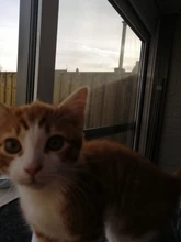 Cat Toys Interactive Ball Catnip Cat Training Toy Pet Playing Ball Pet Squeaky Supplies