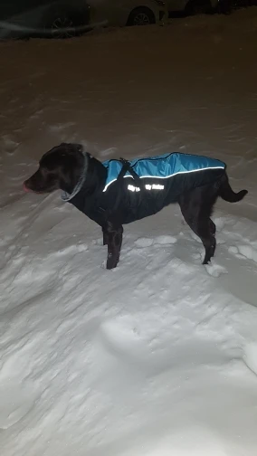 All-Purpose Reflective Winter Coat photo review