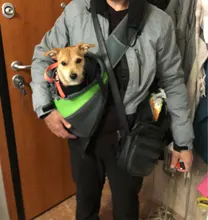 Bolsa de viaje para mascotas, bolsas de mensajero portátiles de malla transpirable para gatos y perros, accesorios para chihuahua