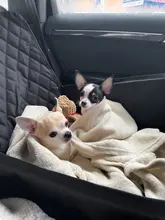 Protector para asiento de coche para perros, hamaca para asiento de coche 2 en 1, resistente al agua, para gatos y perros