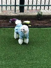 Hoodie Coat Outfit Warm-Dress Girl Dog Winter Princess New Floral 6-Sizes Bubble-Skirt