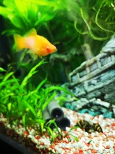 Aquarium-Decoration SHELTER-HOUSE Fish-Tank-Decor Simulation-Stone Fish-Shrimps Ceramic