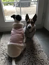 Jacket Pet-Coat French-Bulldog For Chihuahua Puppy-Vest Warm Dog Mascotas Winter Small