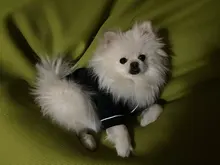 Puppy-Outfit Dogs-Costume Pet-French-Bulldog-Pajamas Chihuahua Fashion Small Medium Perro