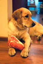 Hueso de carne forma de perro de mascota Squeaker Juguetes Para masticable para perros cachorro gato juguete accesorios de mascotas interesante Zabawki Dla Psa Kedi Malzemeleri